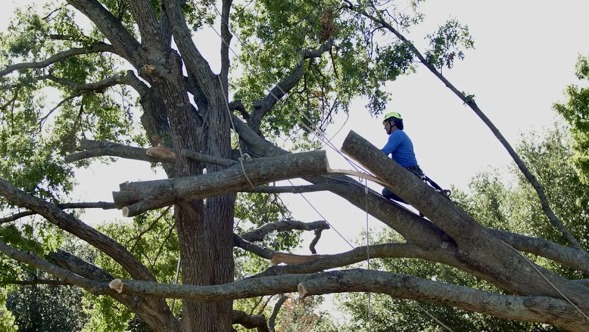 Professional Crown Thinning performed by certified arborists in Old Orchard Beach