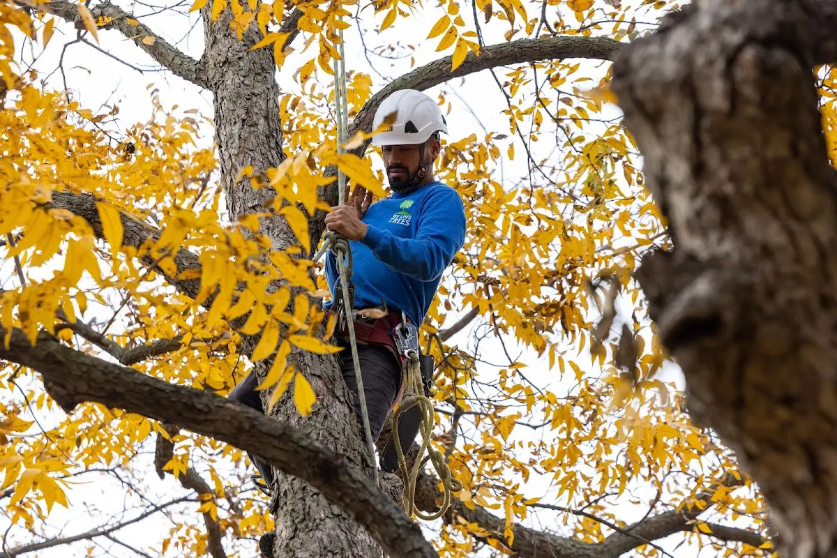 Skilled Tree Pruning crew working in Old Orchard Beach